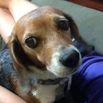Sandy Noll - @sandy_the_beagemeister_ - Instagram