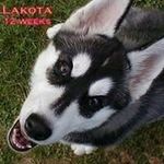 Sandy Oakes Dostal - @sandy_oakes_dostal - Instagram