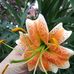 Sandy Ogden - Facebook