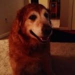 Sandy Okeefe - @sandydog6 - Instagram