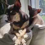 Sandy Pearce - Facebook