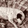 Plz follow I’m a dog - @piper_sandy33 - TikTok