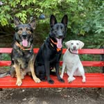 ⭐Rex, Sandy, Thor⭐ - @rexsandythor - Instagram