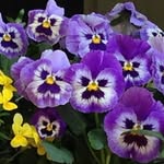 Sandy Rhoads - @rhoads7989 - Instagram