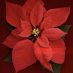 Sandy Richard - Facebook