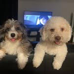 Sandy & Riley Cheeks 🐶 🐶🎀 - @sandyriley_doodle_cheeks - Instagram