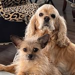 Sandy Sanderson - @grizabella_and_tinkerbell - Instagram