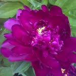 Sandy Schmitz - @dancing_gardener123 - Instagram