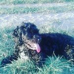 Sandy Schuster - @love_havaneser_ - Instagram