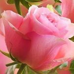 Sandy Sears - @thegreatestnana04 - Instagram