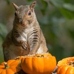 sandra sisson - @naturelovessquirrels - Instagram