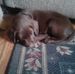 Sandy Silbaugh - Facebook