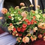 Sandy Slabaugh - @sandy.slabaugh.5 - Instagram