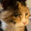 sandy Sokoloski Kissling - @sandysokoloskikissling - TikTok