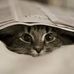 Sandy Sparrow - Facebook