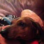 Sandy Speer - @sanspeer - Instagram