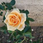 Sandra Spina - @sandra.spina.754 - Instagram