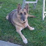 Sandy Sprague - @spragues_gsd - Instagram