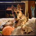 Sandra Spratt - @brady_gsd_toronto - Instagram