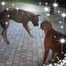 Sandy Springer - Facebook