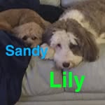 Lily Sprinkles and Sandy Rose - @lilysprinklesandsandyrose - Instagram