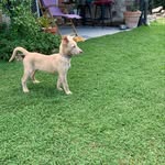 Roxy sandy Squires - @roxy__thekelpie - Instagram