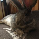 Sandy & Storm - Flemish Girls - @oscar_bunny_adventures - Instagram