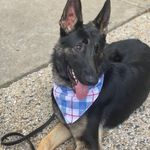 Sandy Trapp - @quarantinepupsof - Instagram
