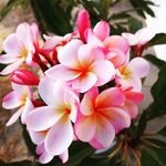 Sandy Trieu - @sandytrieu5480 - Instagram
