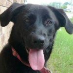 Sandy Trosclair - @tigermom9 - Instagram
