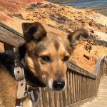 Sandy Tucker - @adogcalledsandy - Instagram