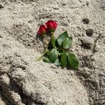 Sandy Tully-Devlin - @sdevlin6671 - Instagram
