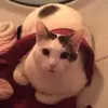 sandyvangilder - @sandyvangilder - TikTok