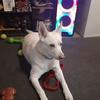 Sandy Vogt847 - @sandyloulou68 - TikTok