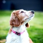 Sandy, Welsh Springer Spaniel - @sandythewelshie - Instagram