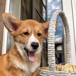 The cheerful life of the royal corgi👑 - @sandy.welsh_corgi_pembroke - Instagram