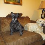 Katherine - @sandy.wheaten.lady.schnauzer - Instagram