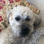 Sandy - @sandy_wheatin_terrier_ - Instagram