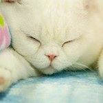 SandyWing - @sandywing515 - Instagram