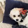 Sandy Wolfe Cheek - @sandy.wolfe.cheek - TikTok