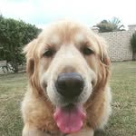Sandy Yau - @goldiedoggy - Instagram