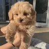 Sanela Dzanic 😎✌️ - @sanela.dzanic - TikTok