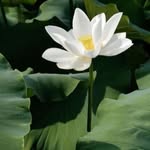 Sang Bui - @7ava99 - Instagram