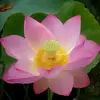 Sang Tham - @sang.tham5 - TikTok