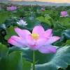 พึ่งตนพึ่งธรรม - @sangtham06 - TikTok