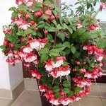 Sanjeev Krishan - @sanjeev.krishan.399 - Instagram