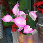 Sanjib Singh - Facebook