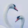 Sanjoy Dutta - @sanjoydutta43 - TikTok
