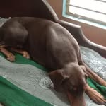 Santanu Chakrabarty - @chakrabarty_santanu - Instagram