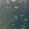 Santo Messina - @santo.messina88 - TikTok
